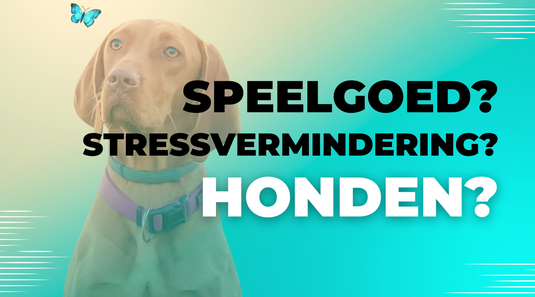 Hoe Speelgoed Voor Honden Kan Helpen Bij Stressvermindering
