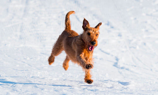 Honden en sneeuw